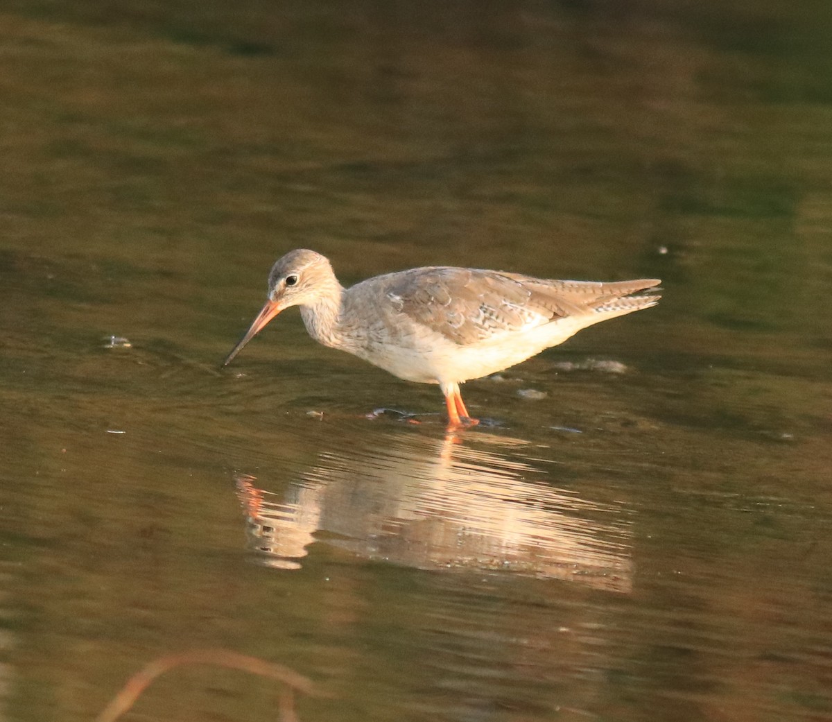 Common Redshank - ML624110978