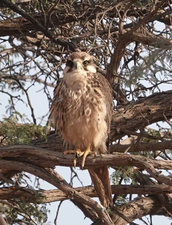 Lanner Falcon - ML624110982