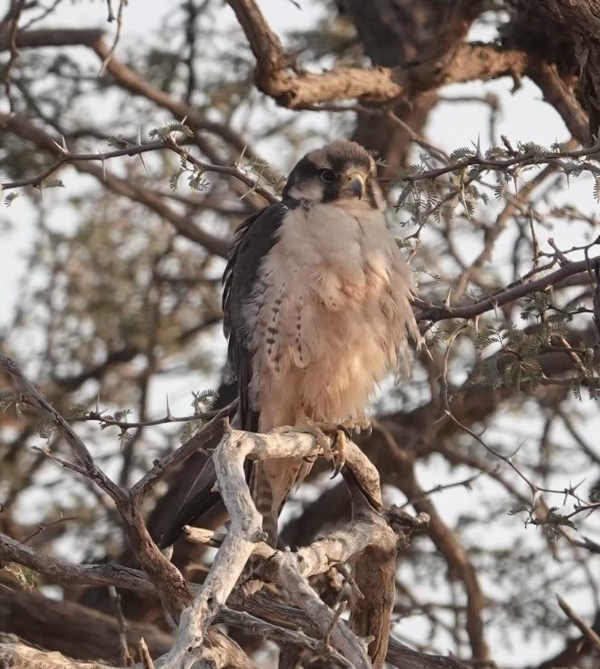 Lanner Falcon - ML624110983