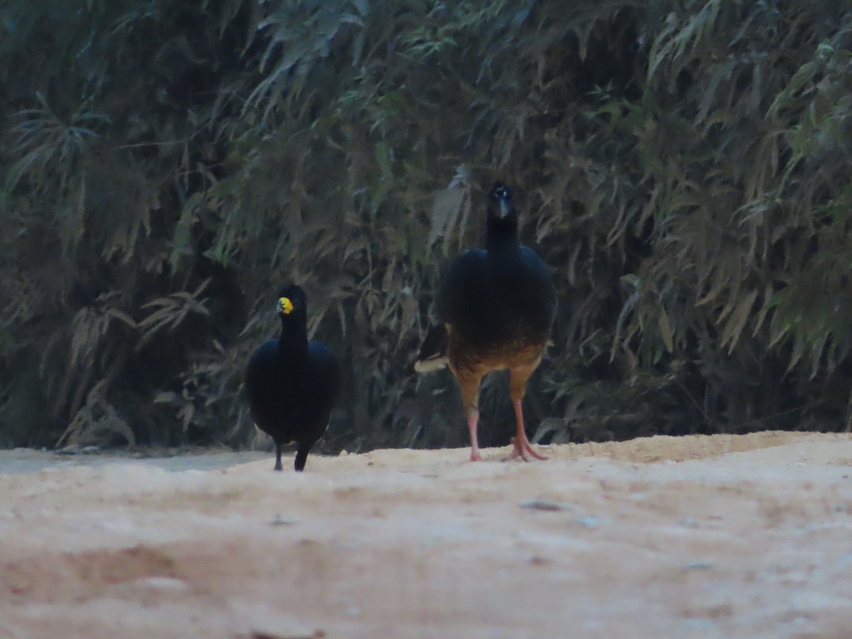 Bare-faced Curassow (Bare-faced) - ML624110995