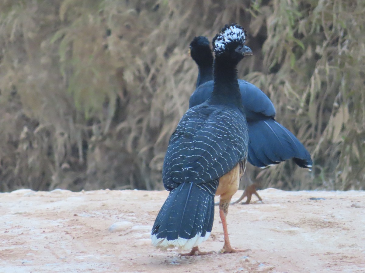 Bare-faced Curassow (Bare-faced) - ML624110996