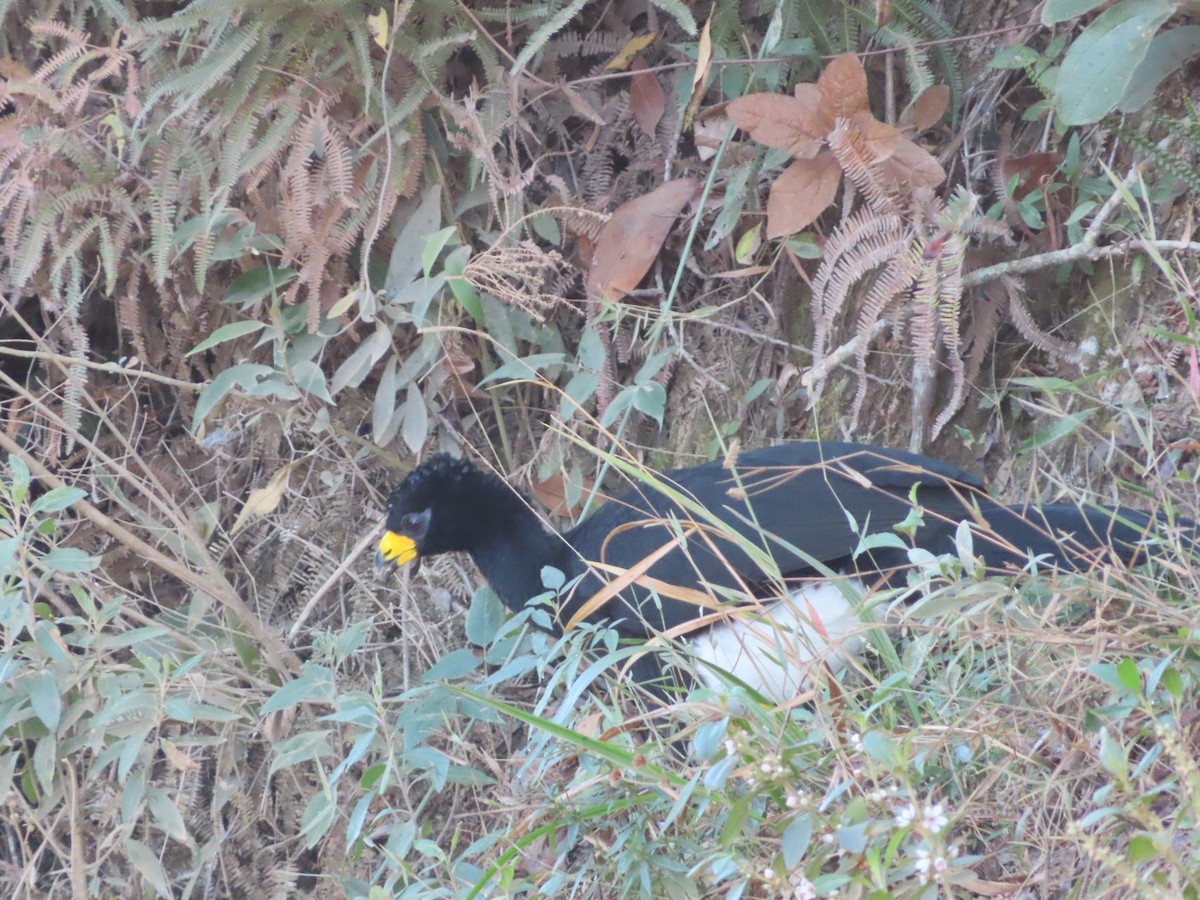 Bare-faced Curassow (Bare-faced) - ML624110997