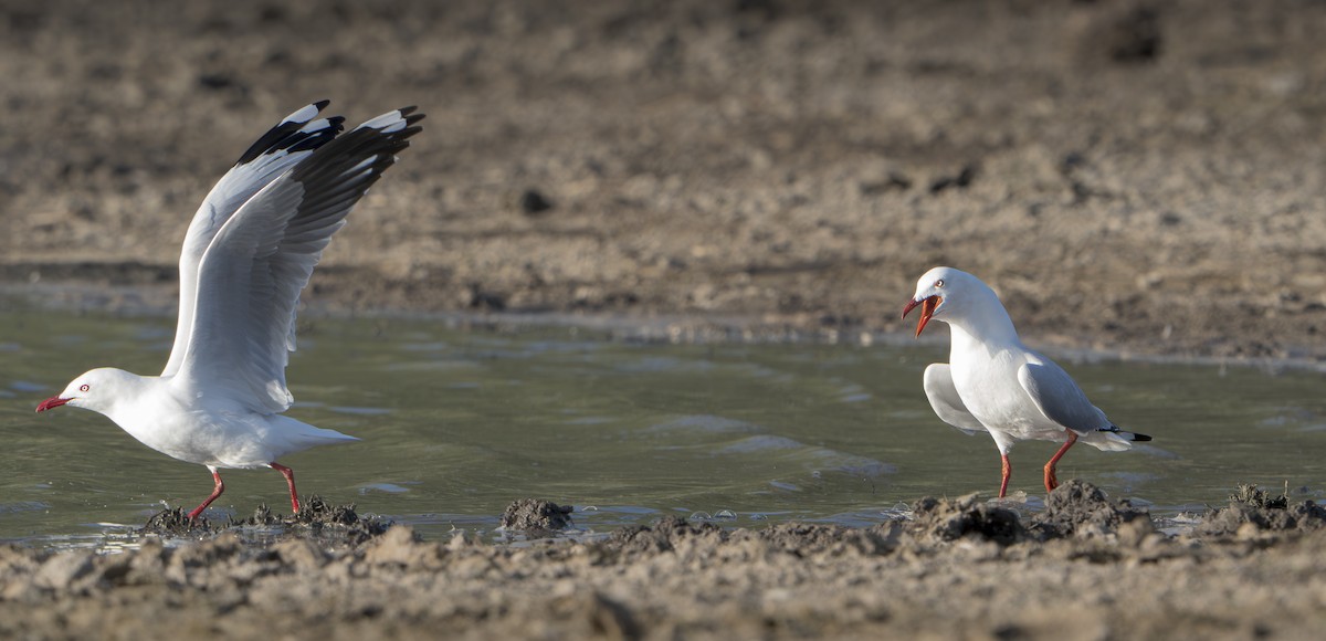 Silver Gull - ML624111027