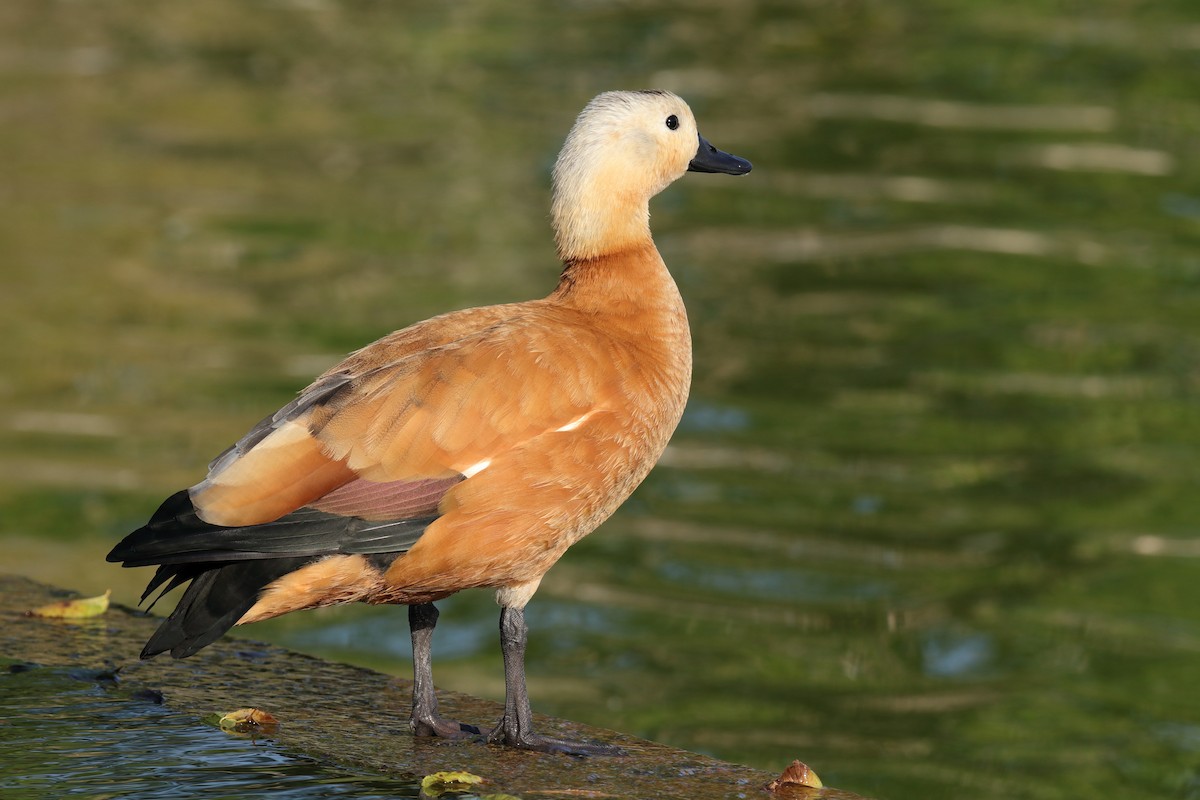 Ruddy Shelduck - Antonio Espin Fernandez