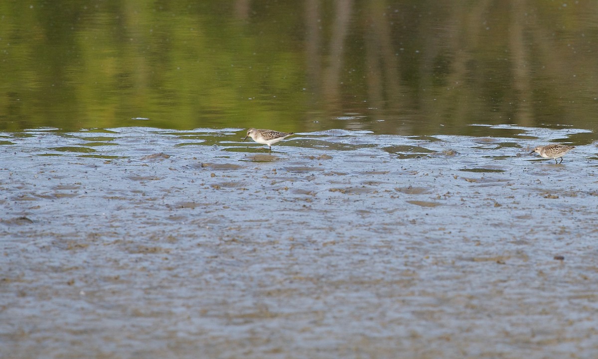 Semipalmated Sandpiper - ML624111090