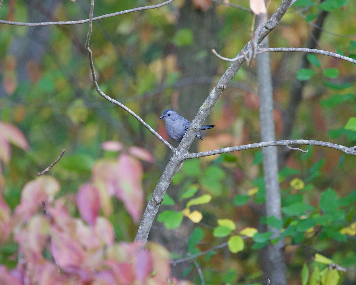 Gray Catbird - ML624111096