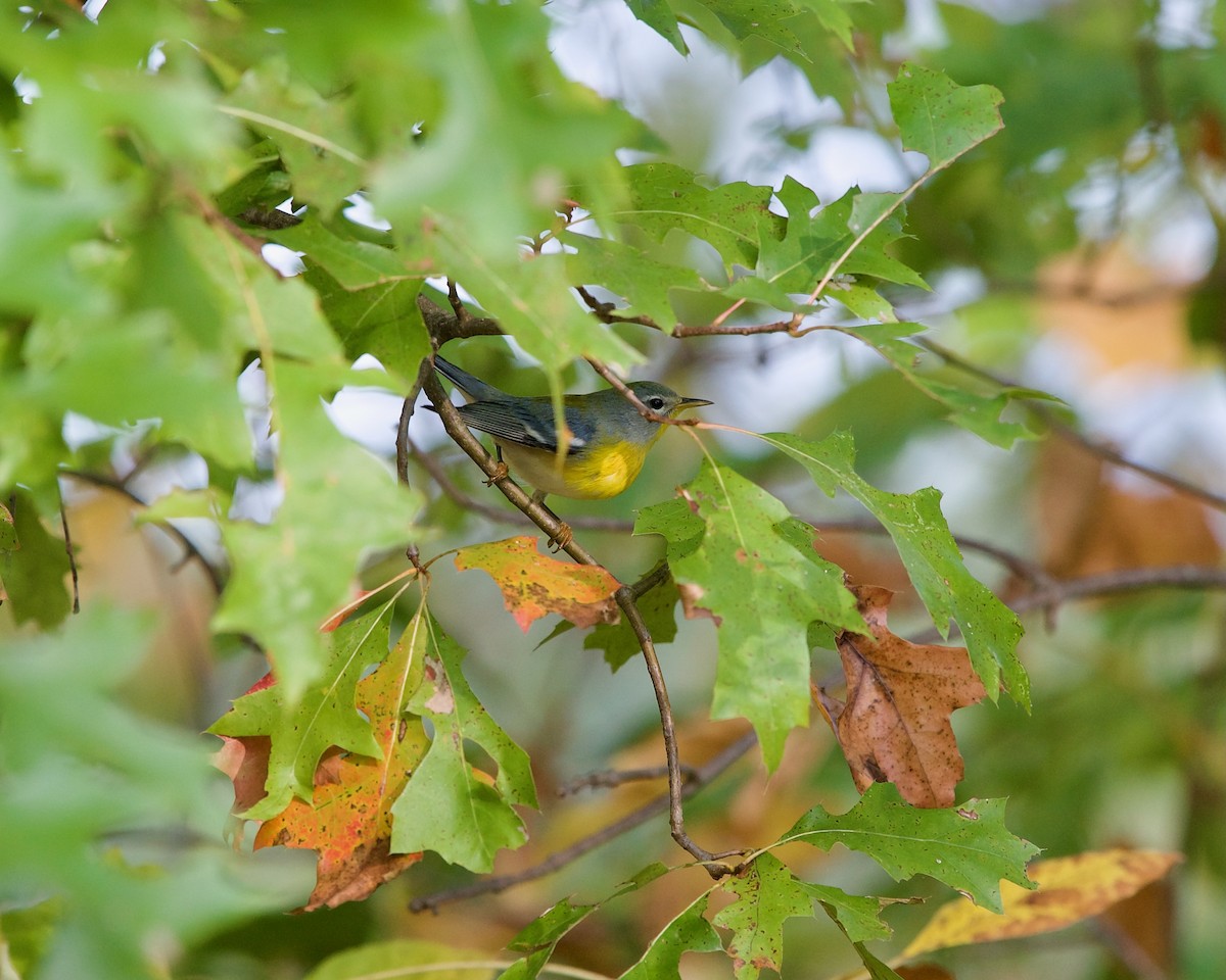 Northern Parula - ML624111100