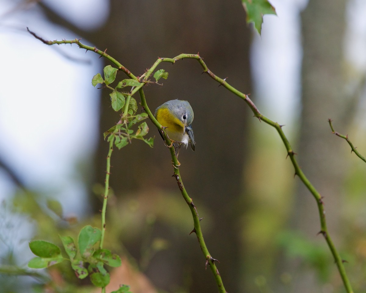 Northern Parula - ML624111101