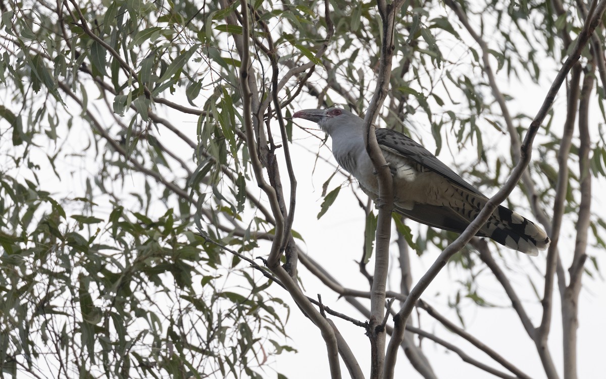 Channel-billed Cuckoo - PATRICK BEN SOUSSAN