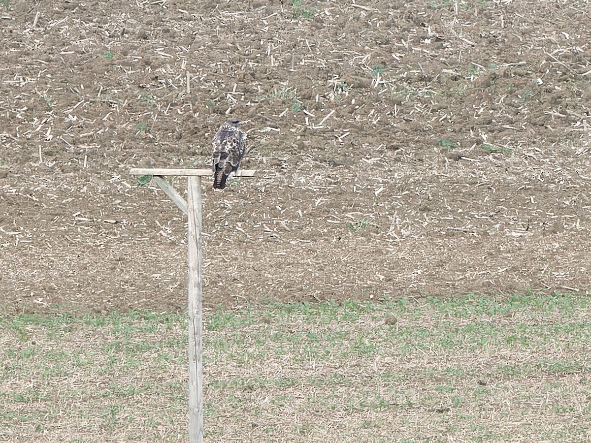 diurnal raptor sp. - ML624111119