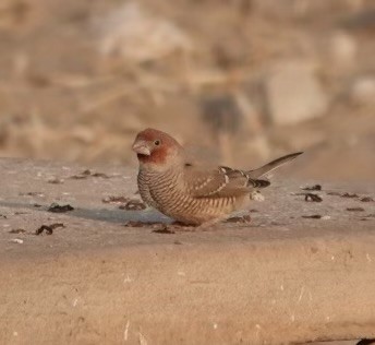 Red-headed Finch - ML624111129