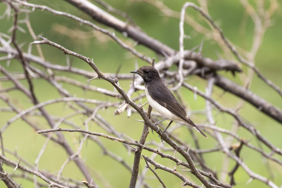 Variable Wheatear - Ramesh Shenai