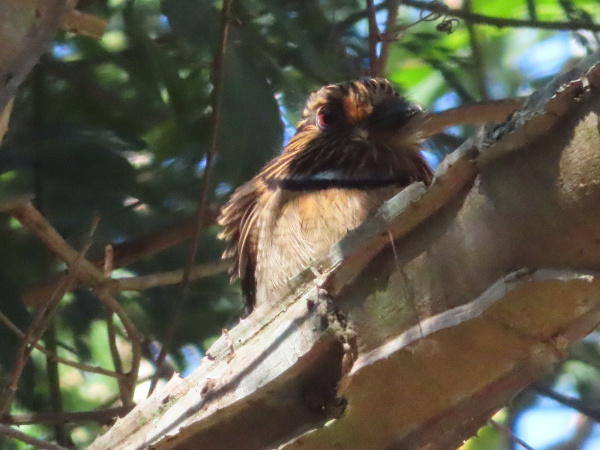 Crescent-chested Puffbird (Greater) - ML624111140