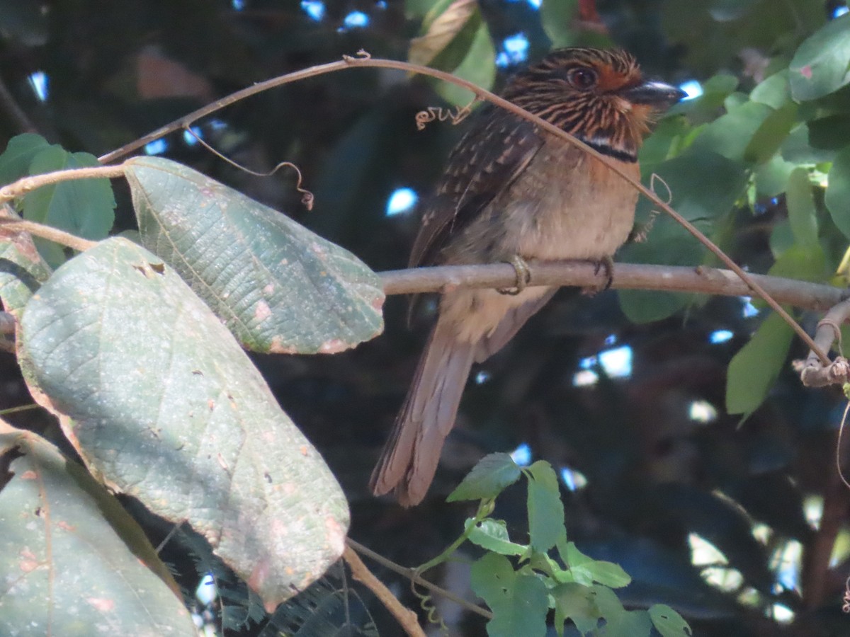 Crescent-chested Puffbird (Greater) - ML624111141