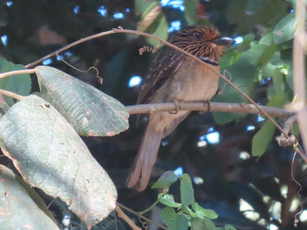 Crescent-chested Puffbird (Greater) - ML624111142