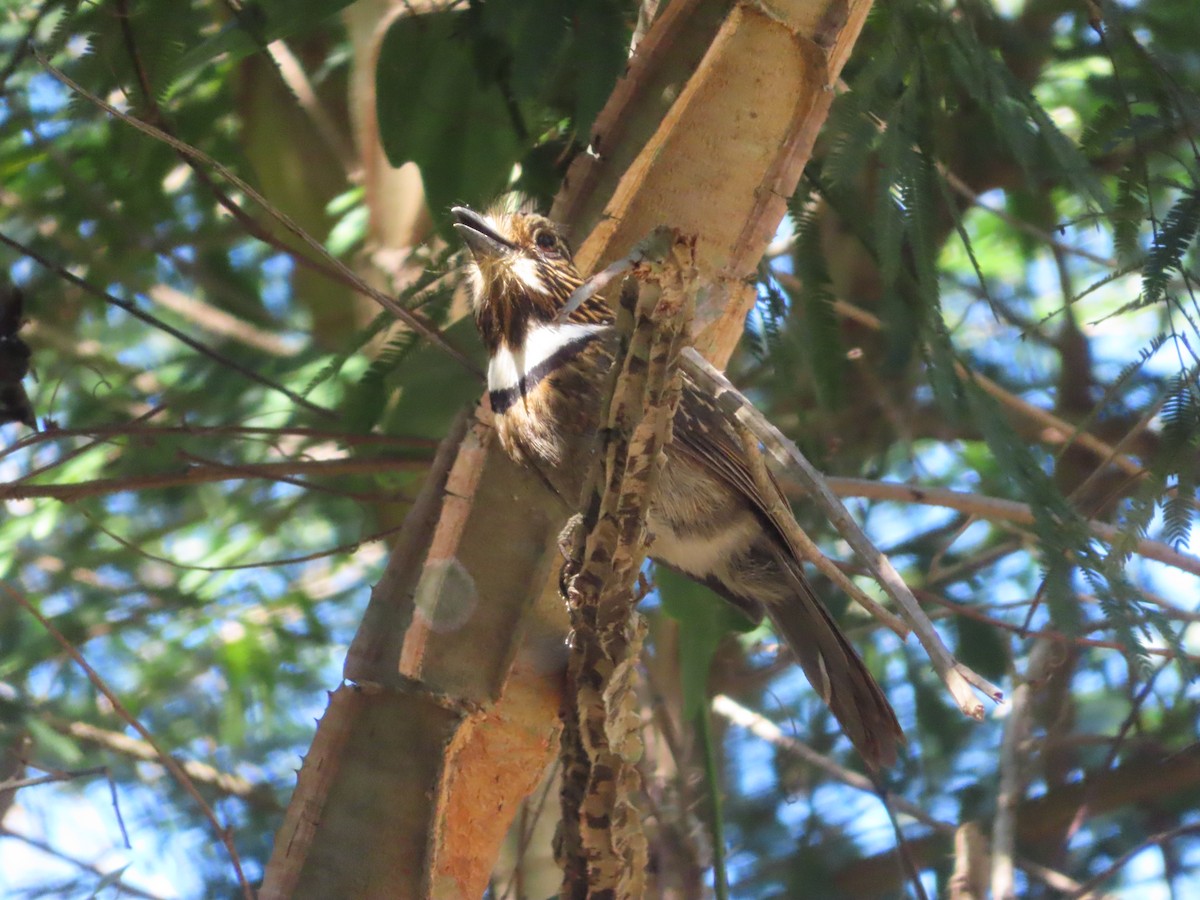 Crescent-chested Puffbird (Greater) - ML624111143