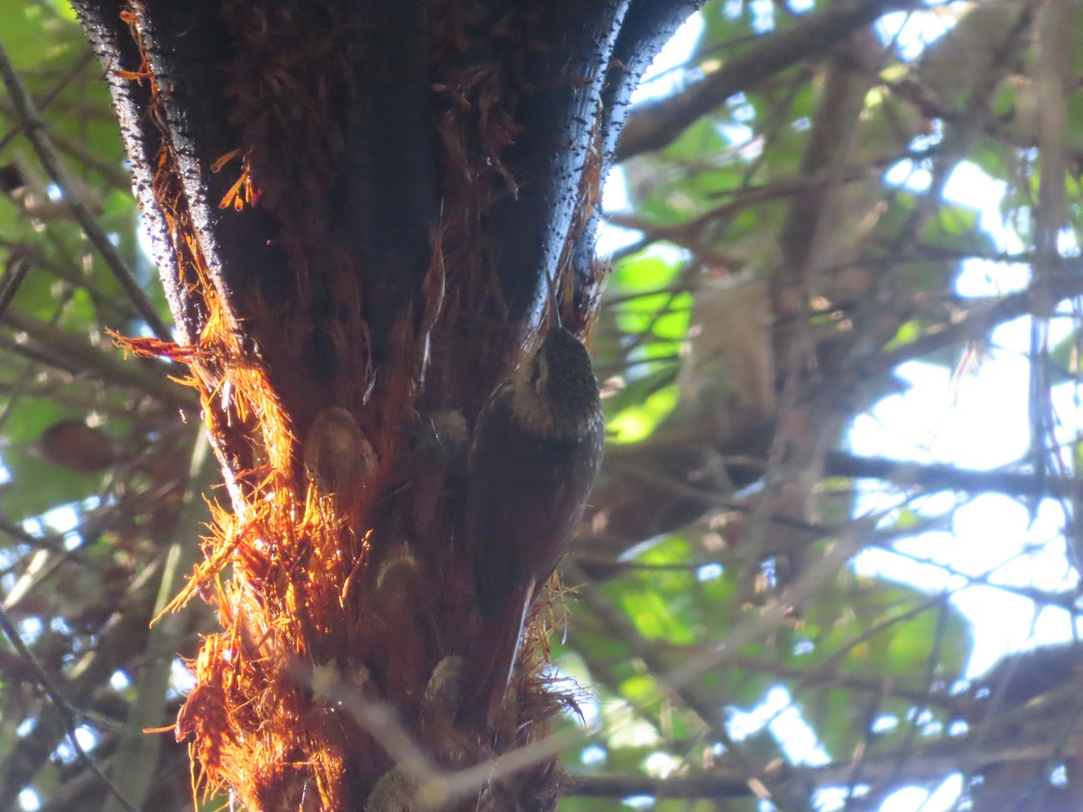 Lesser Woodcreeper - ML624111147