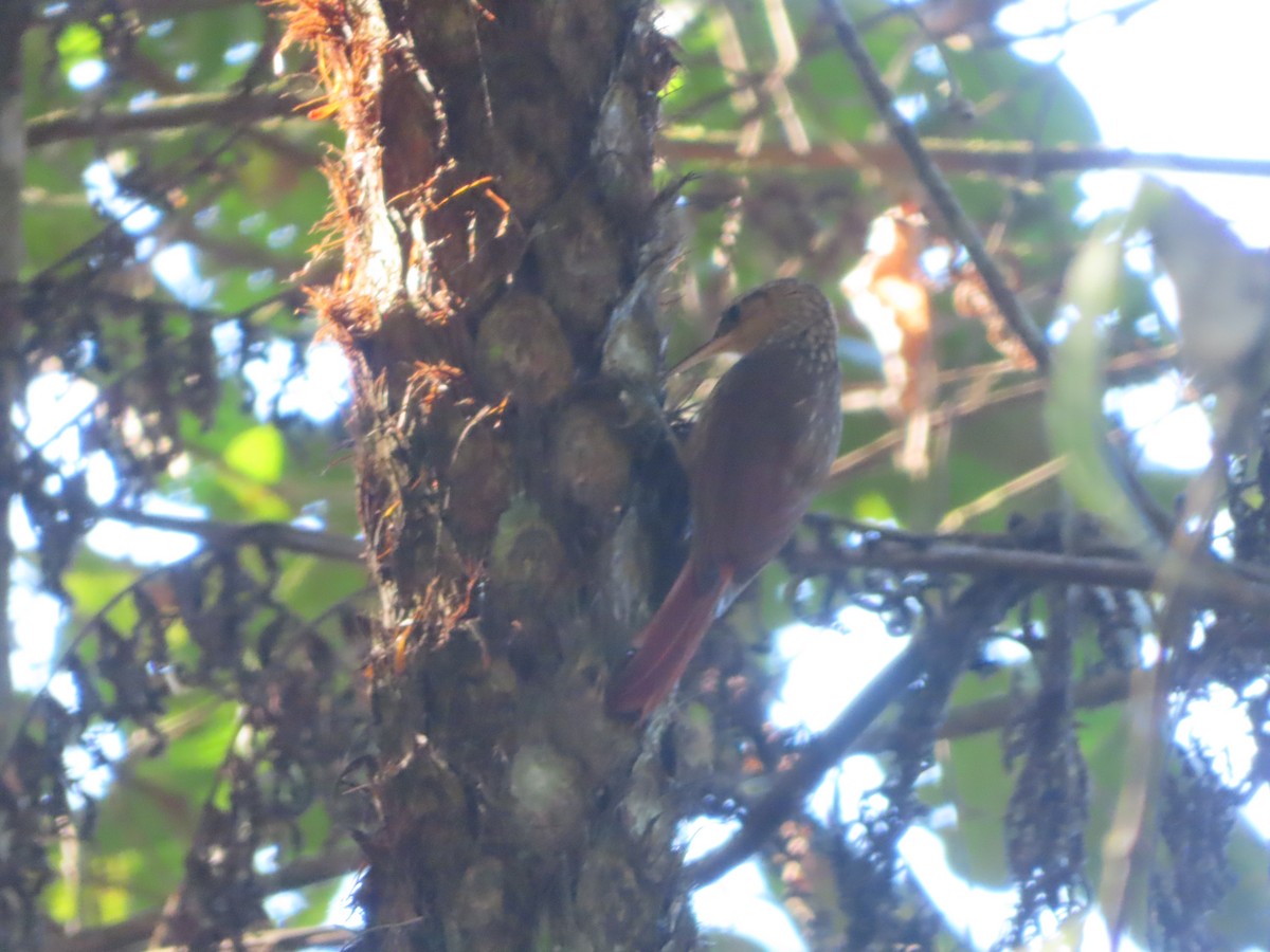 Lesser Woodcreeper - ML624111148