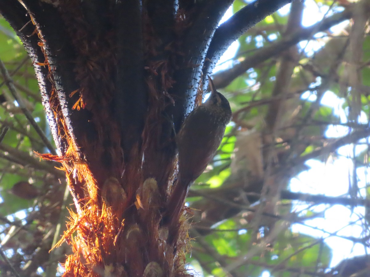 Lesser Woodcreeper - ML624111149