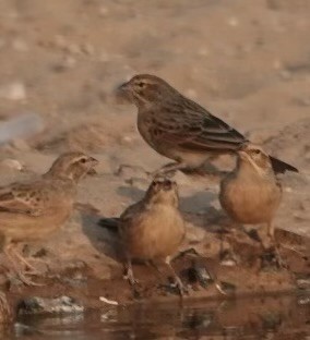 Lark-like Bunting - ML624111155