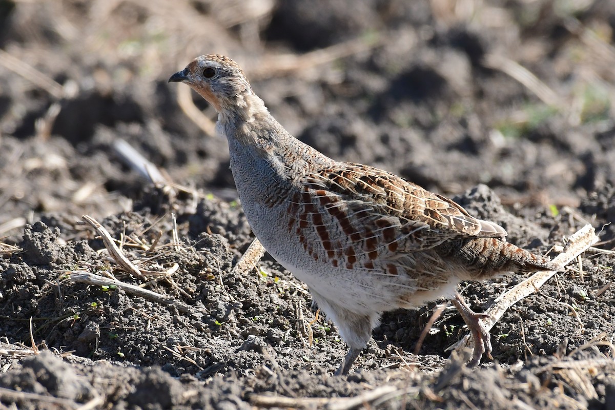 Gray Partridge - ML624111158