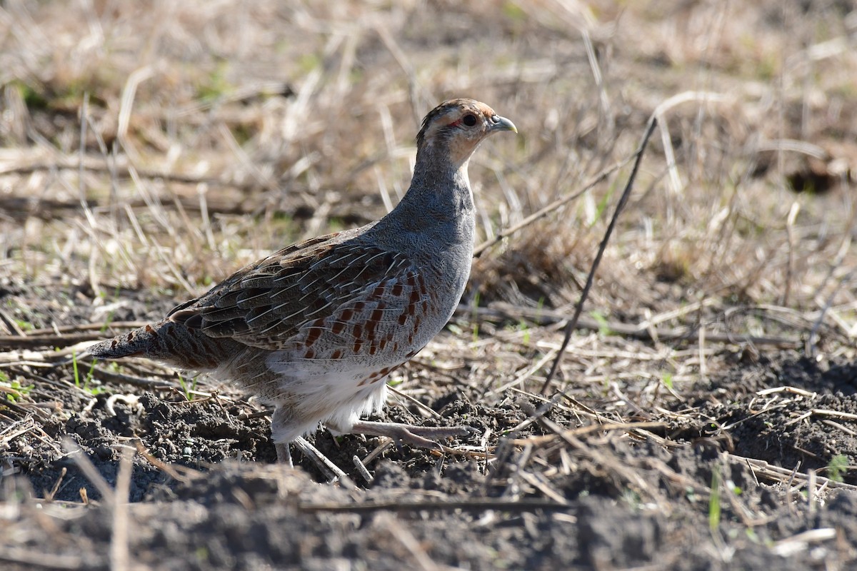 Gray Partridge - ML624111159