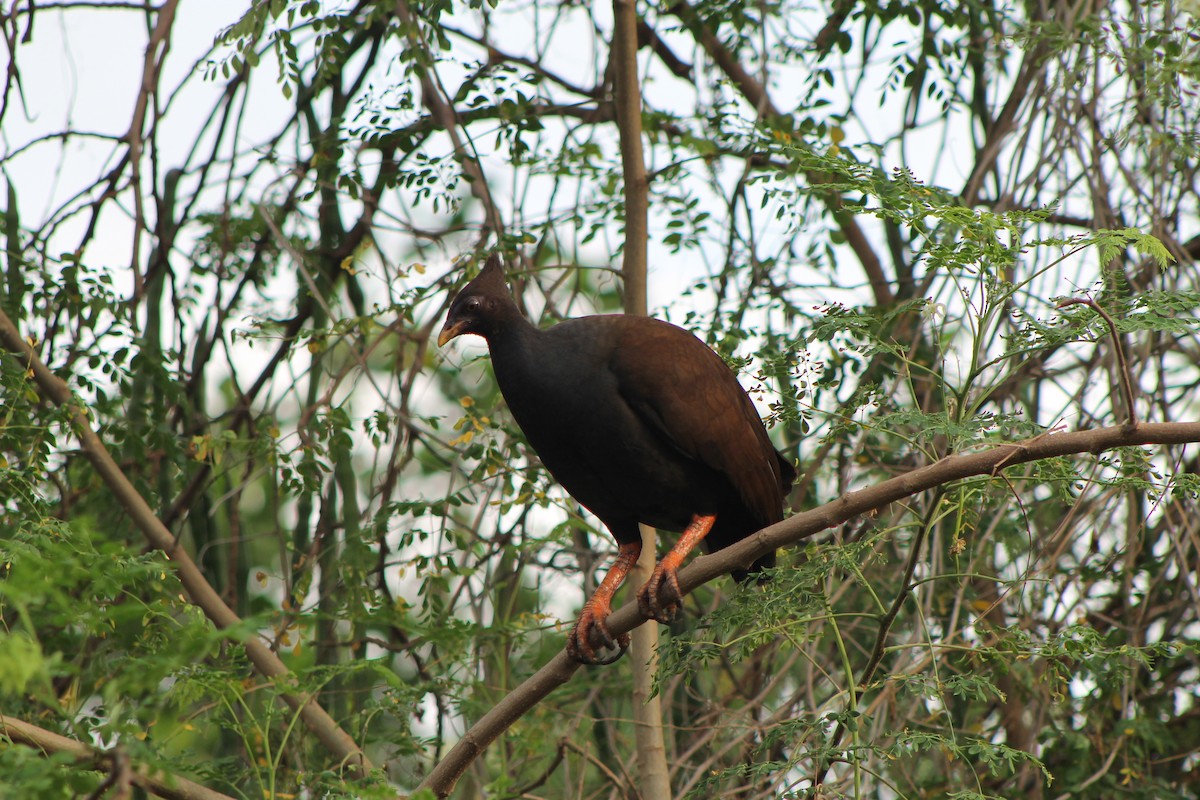 Orange-footed Megapode - ML624111184