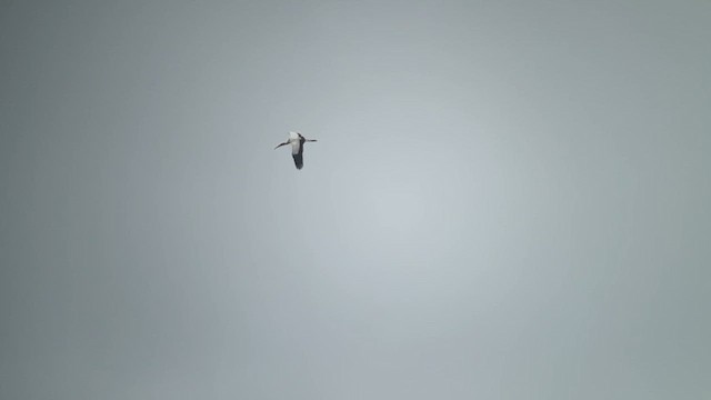 Wood Stork - ML624111190