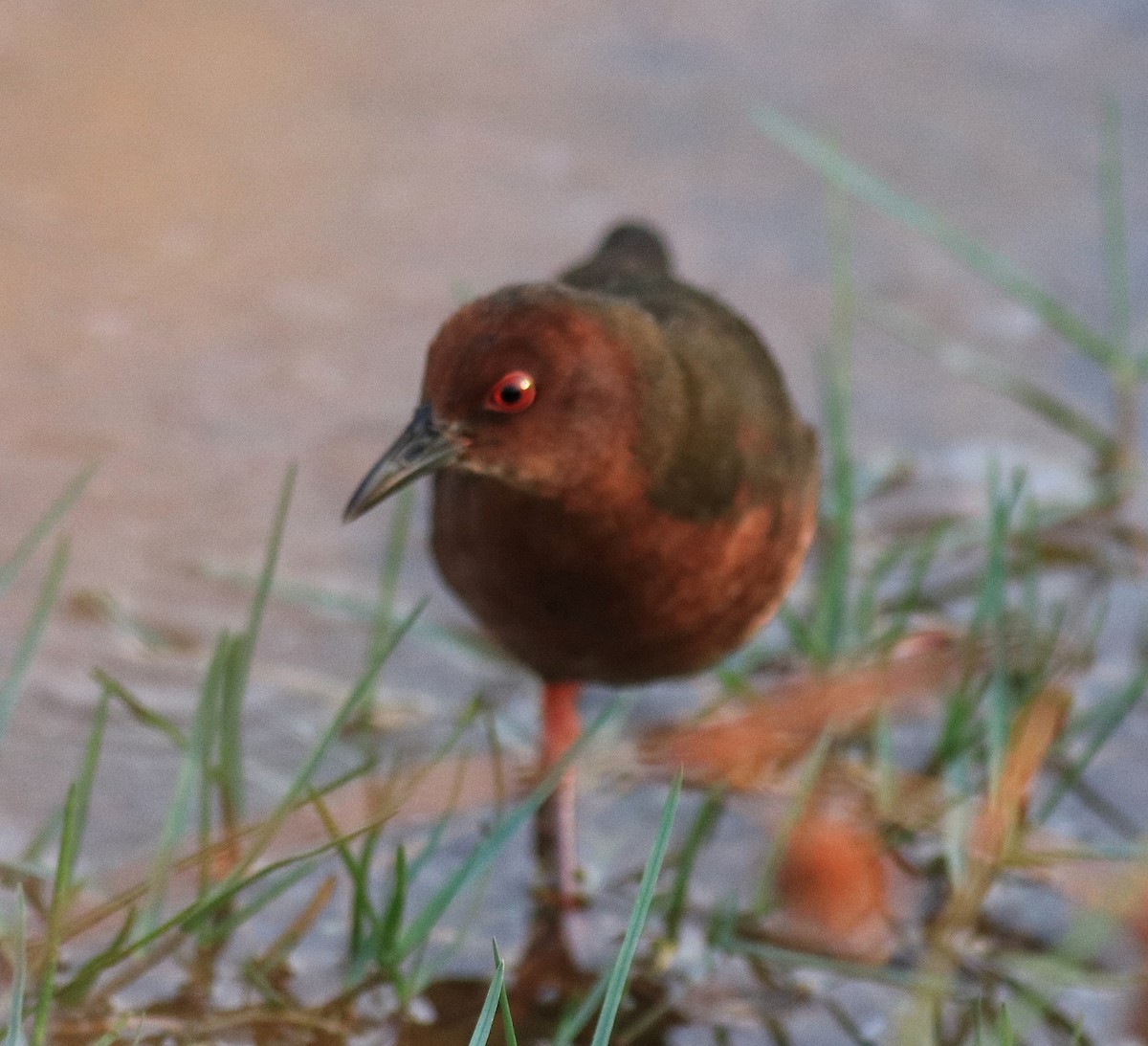 Ruddy-breasted Crake - ML624111194