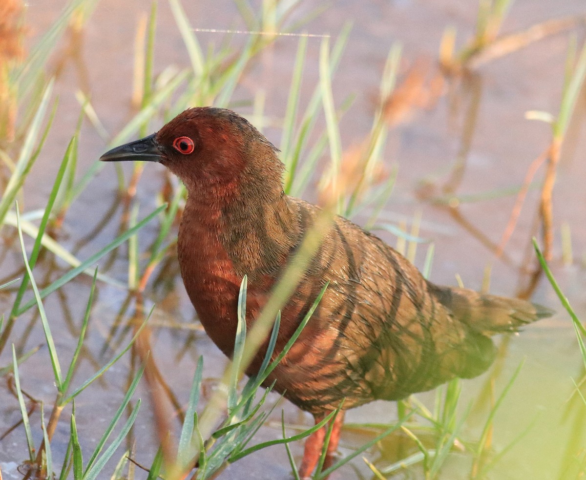 Ruddy-breasted Crake - ML624111199