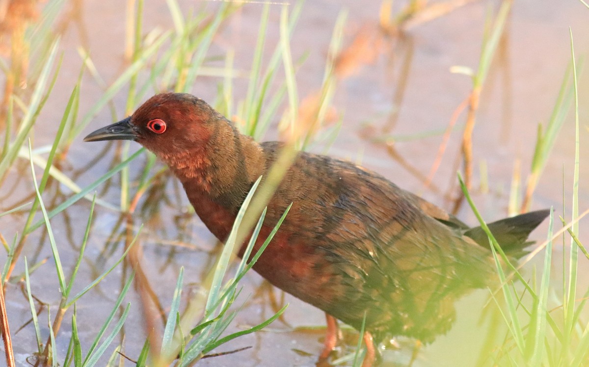 Ruddy-breasted Crake - Afsar Nayakkan