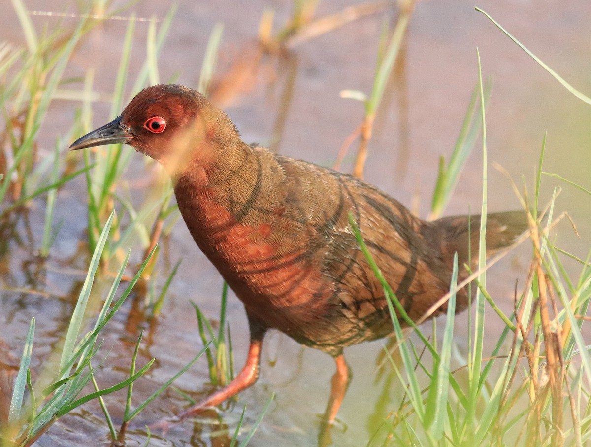 Ruddy-breasted Crake - ML624111202