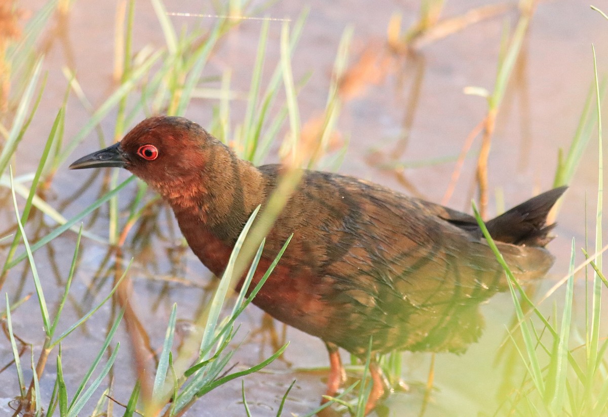 Ruddy-breasted Crake - ML624111203