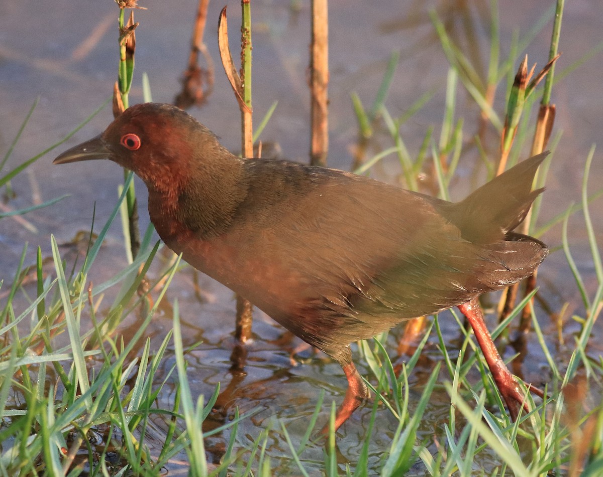 Ruddy-breasted Crake - ML624111204