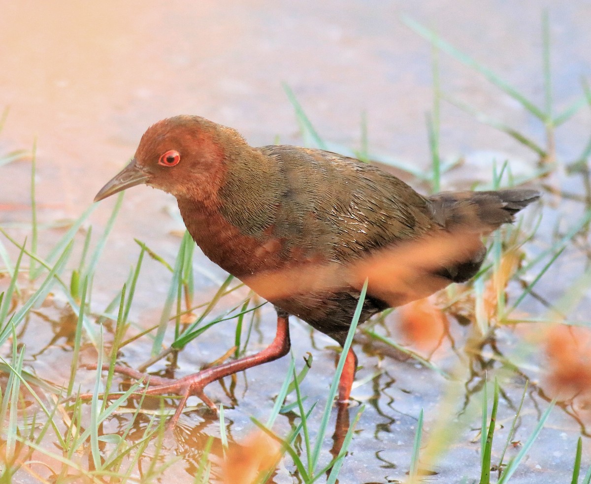 Ruddy-breasted Crake - ML624111205