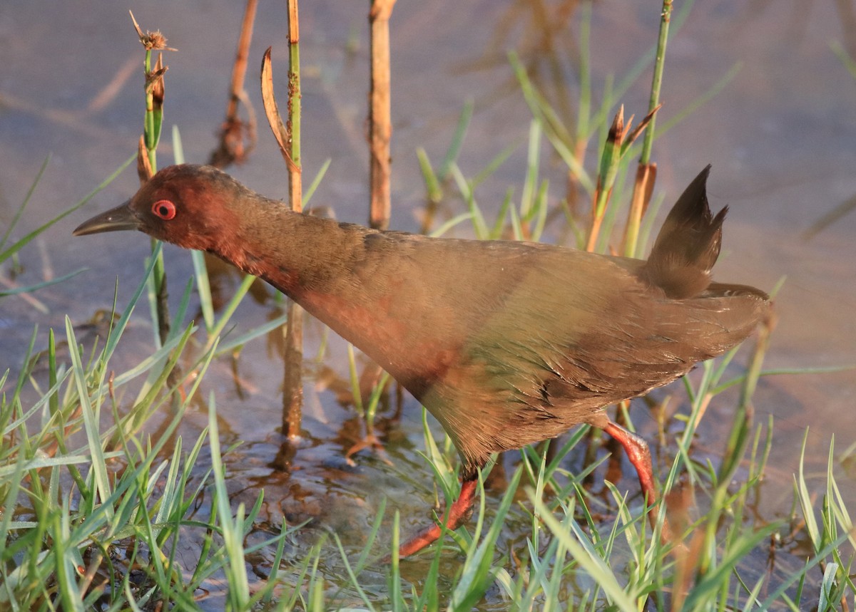 Ruddy-breasted Crake - ML624111206