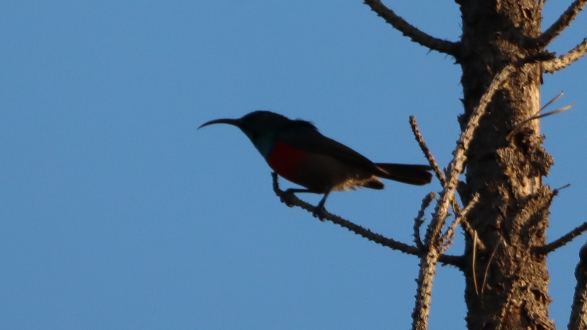 Greater Double-collared Sunbird - ML624111207