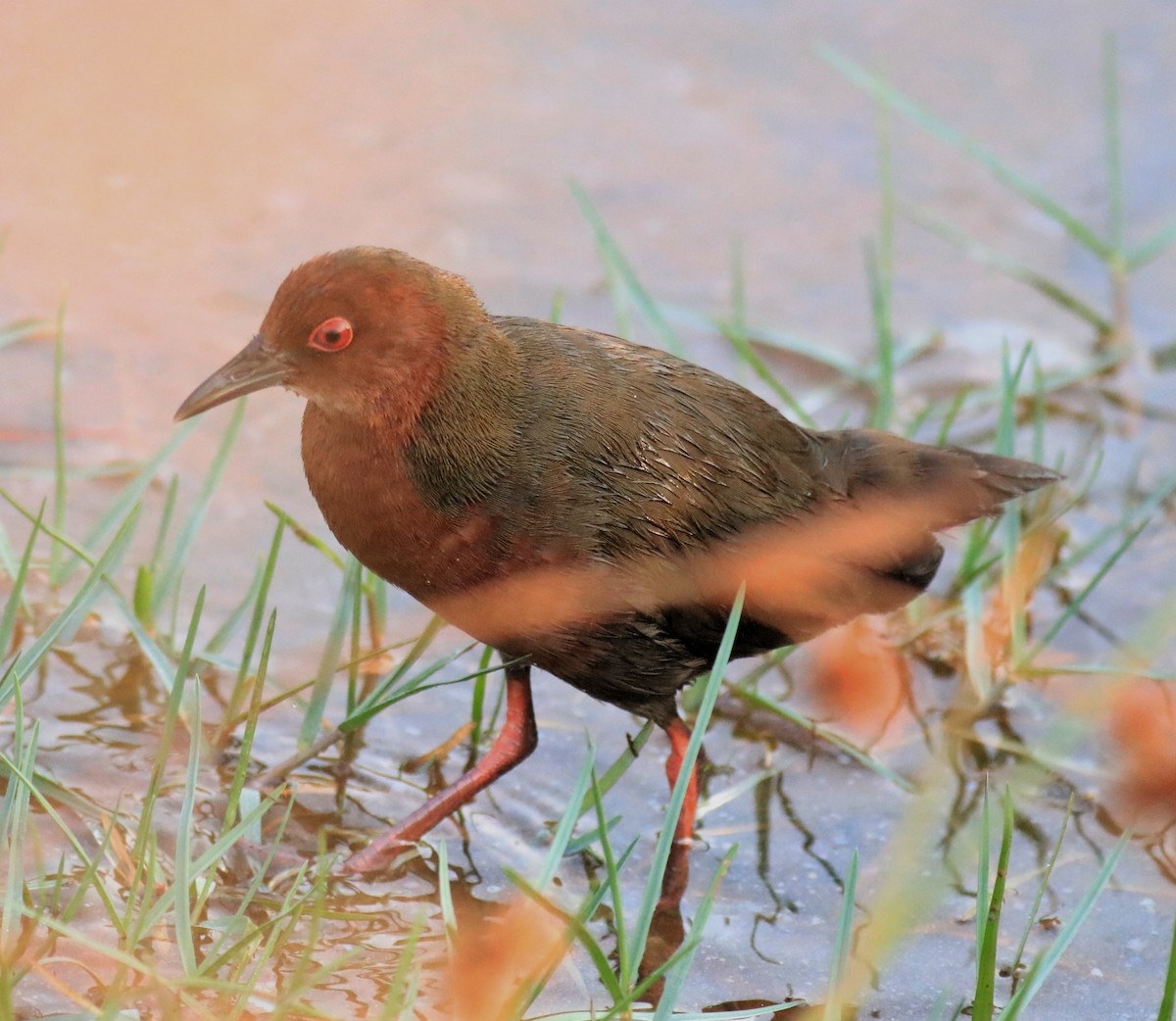 Ruddy-breasted Crake - ML624111223