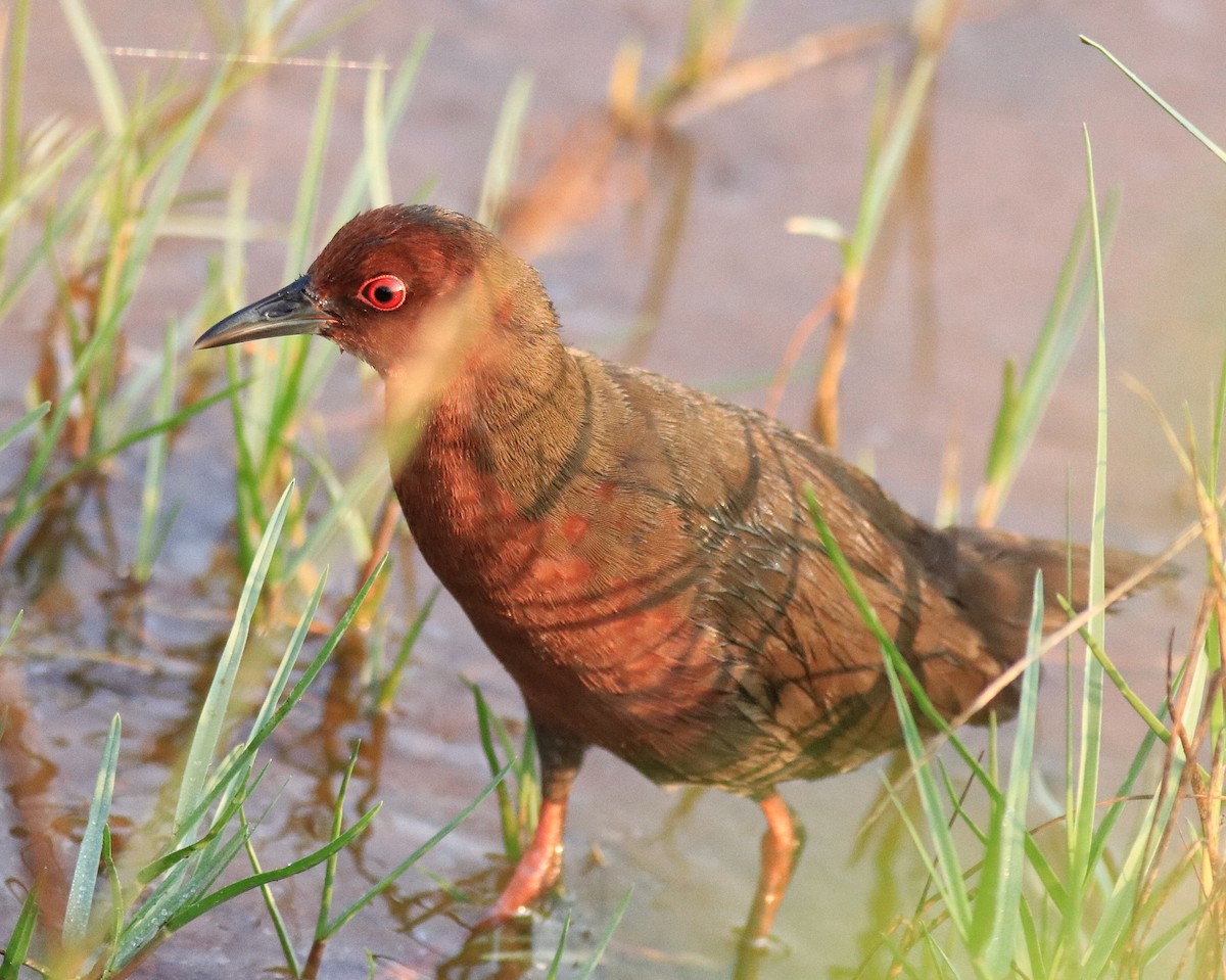 Ruddy-breasted Crake - Afsar Nayakkan