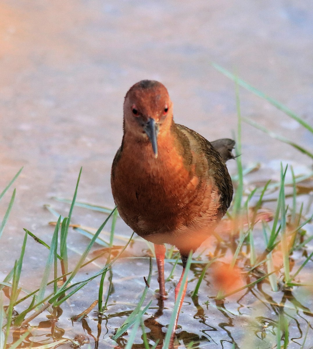 Ruddy-breasted Crake - ML624111227