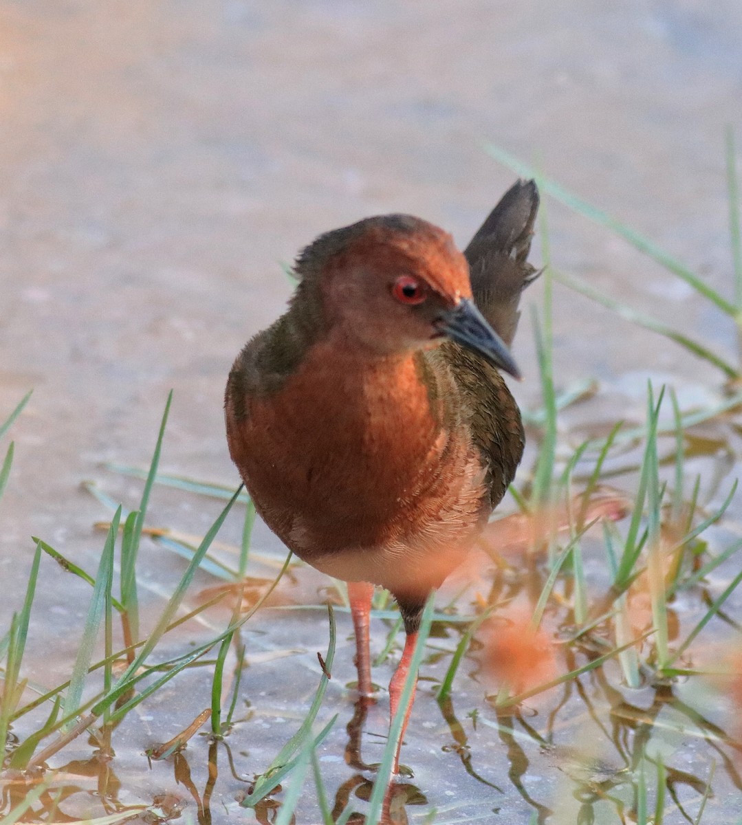 Ruddy-breasted Crake - ML624111228