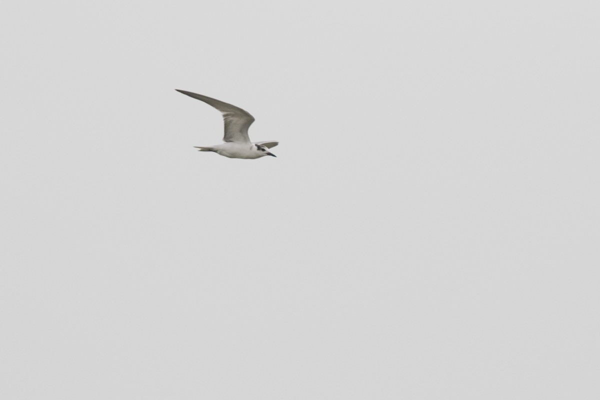 Whiskered Tern - Ramesh Shenai