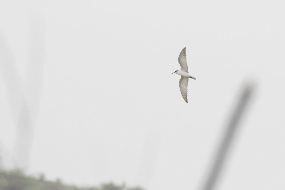 Whiskered Tern - Ramesh Shenai