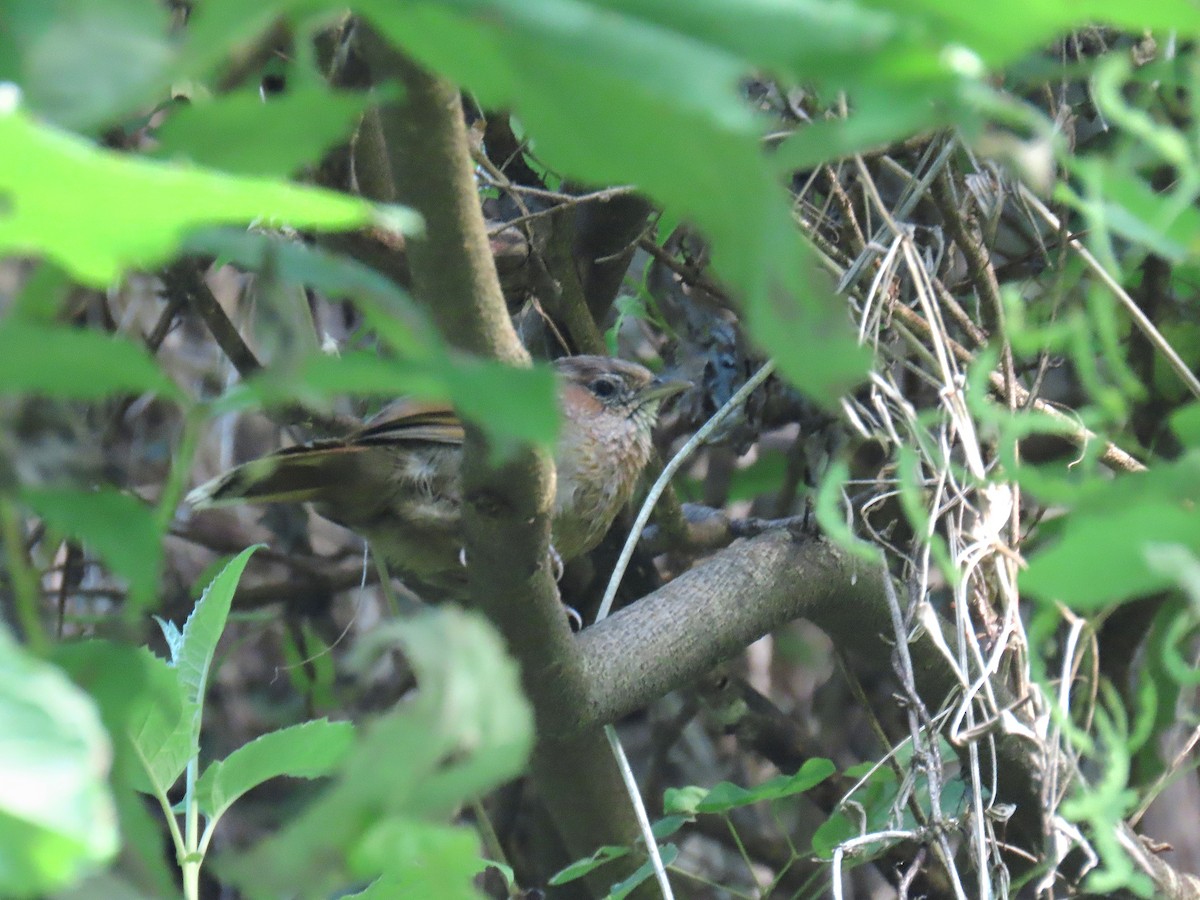 Streaked Laughingthrush - ML624111266