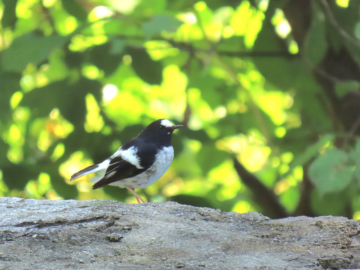 Little Forktail - ML624111270