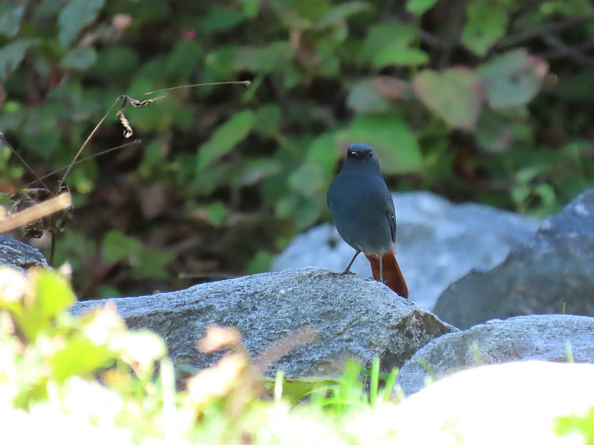 Plumbeous Redstart - ML624111276