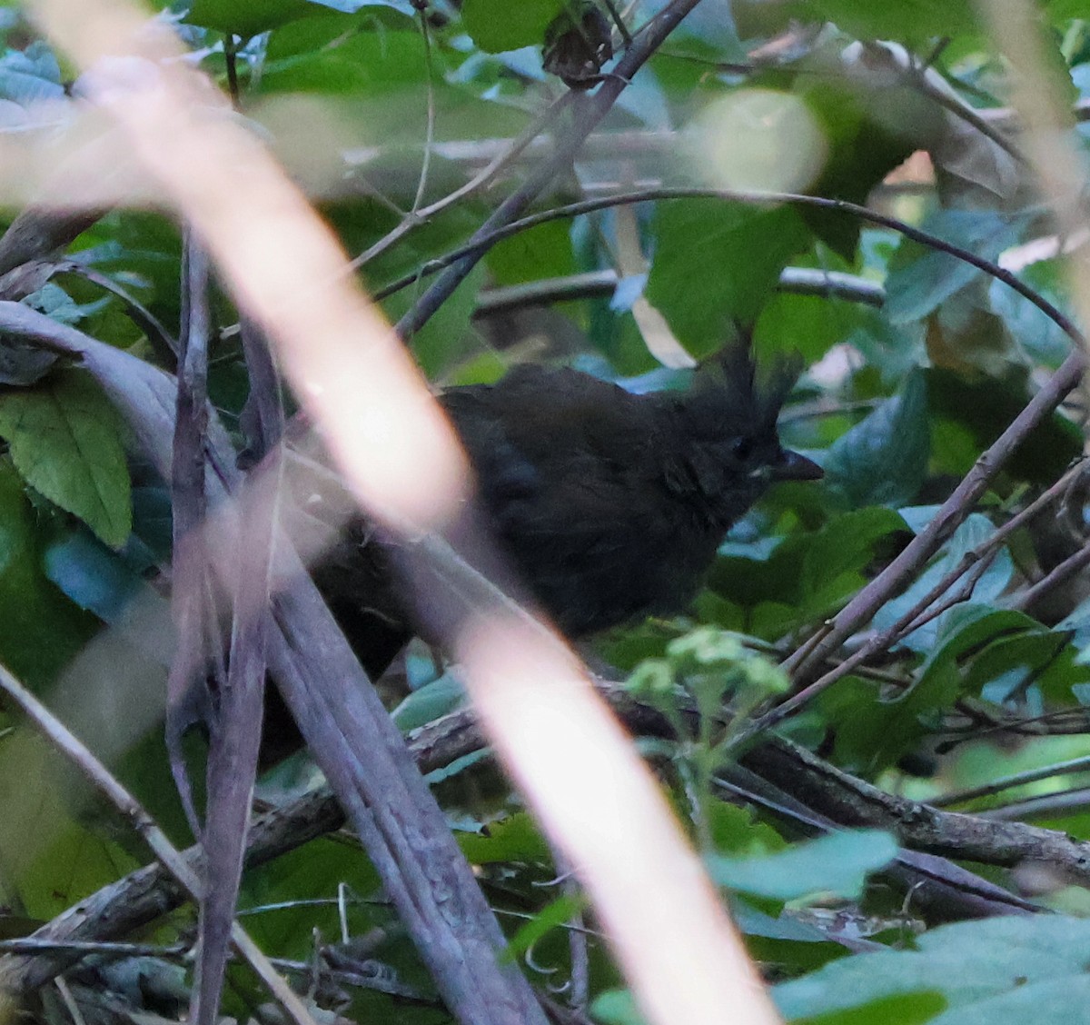 Eastern Whipbird - ML624111277