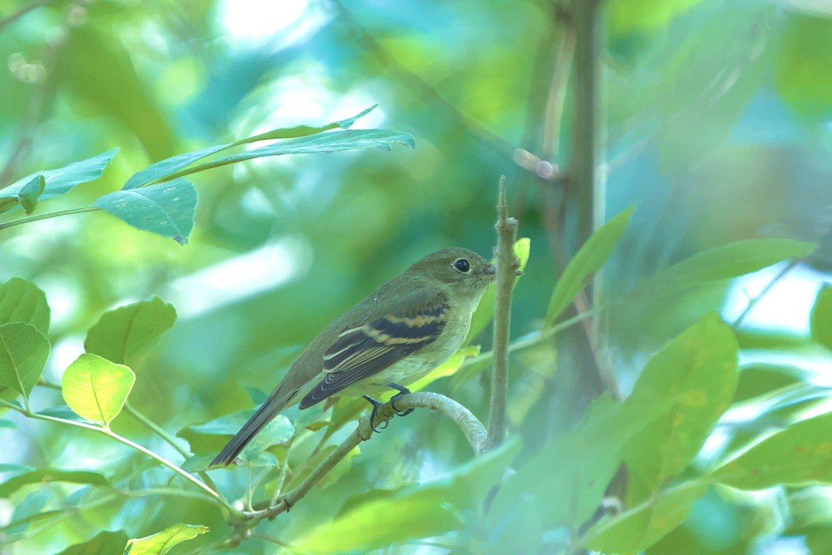 Yellow-bellied Flycatcher - ML624111290