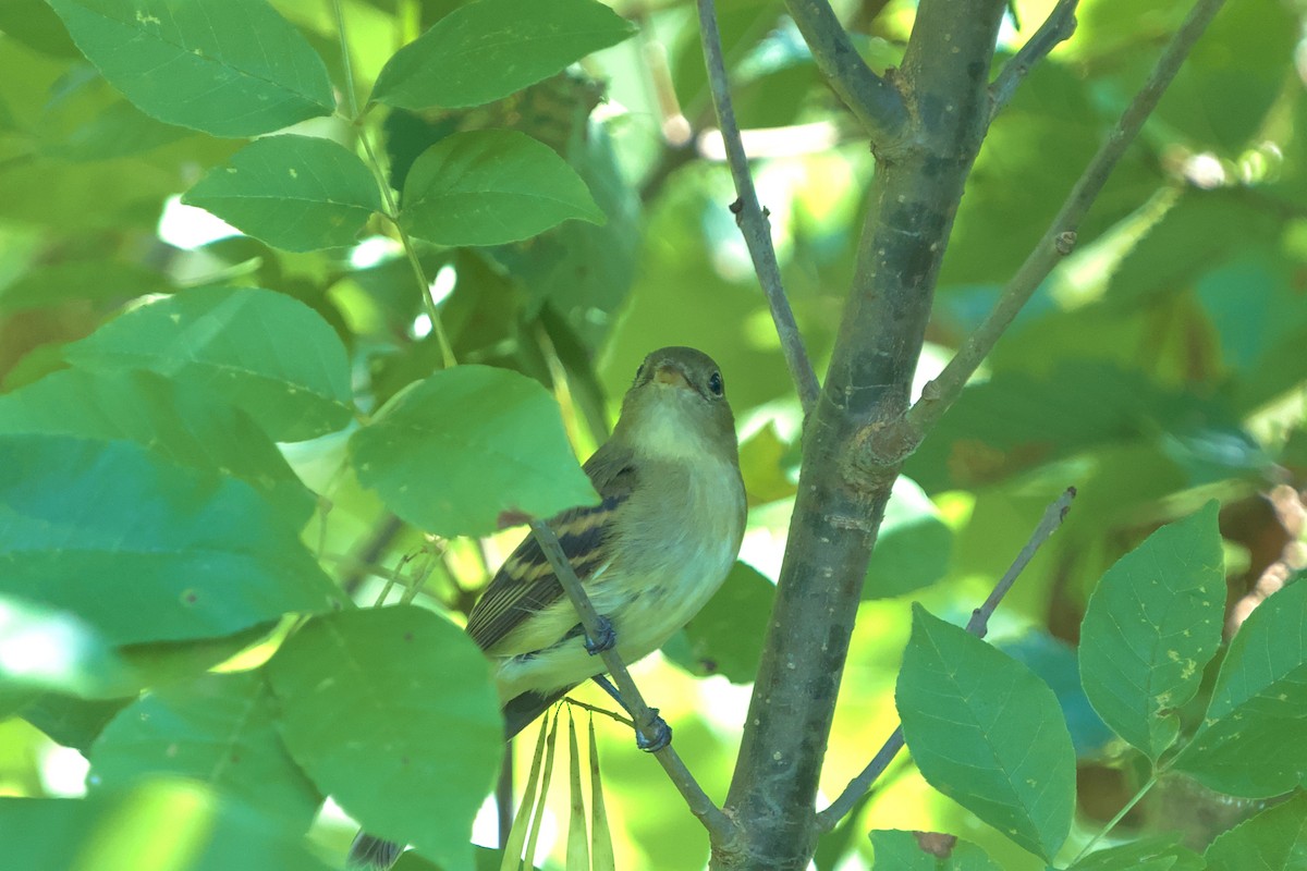 Yellow-bellied Flycatcher - ML624111291