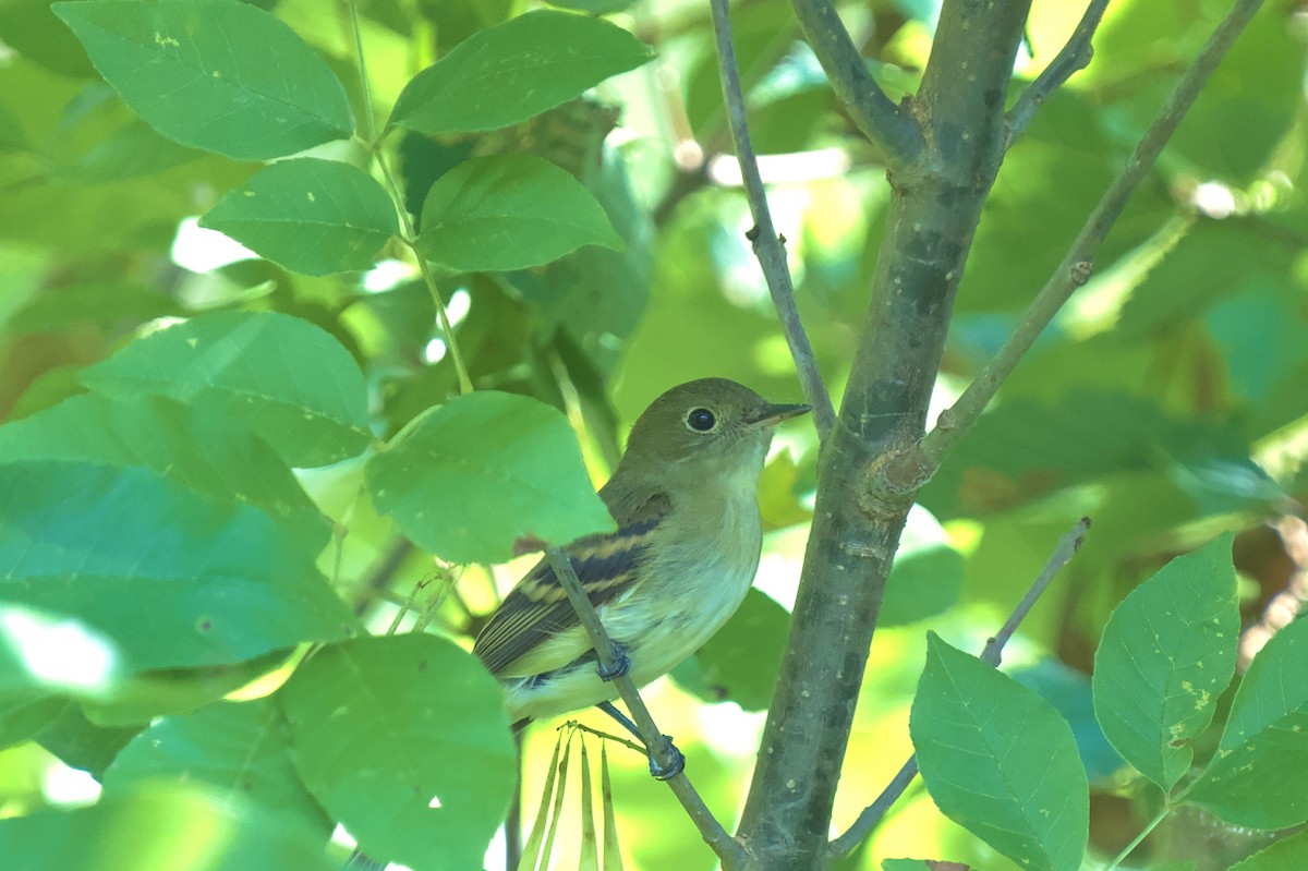 Yellow-bellied Flycatcher - ML624111292